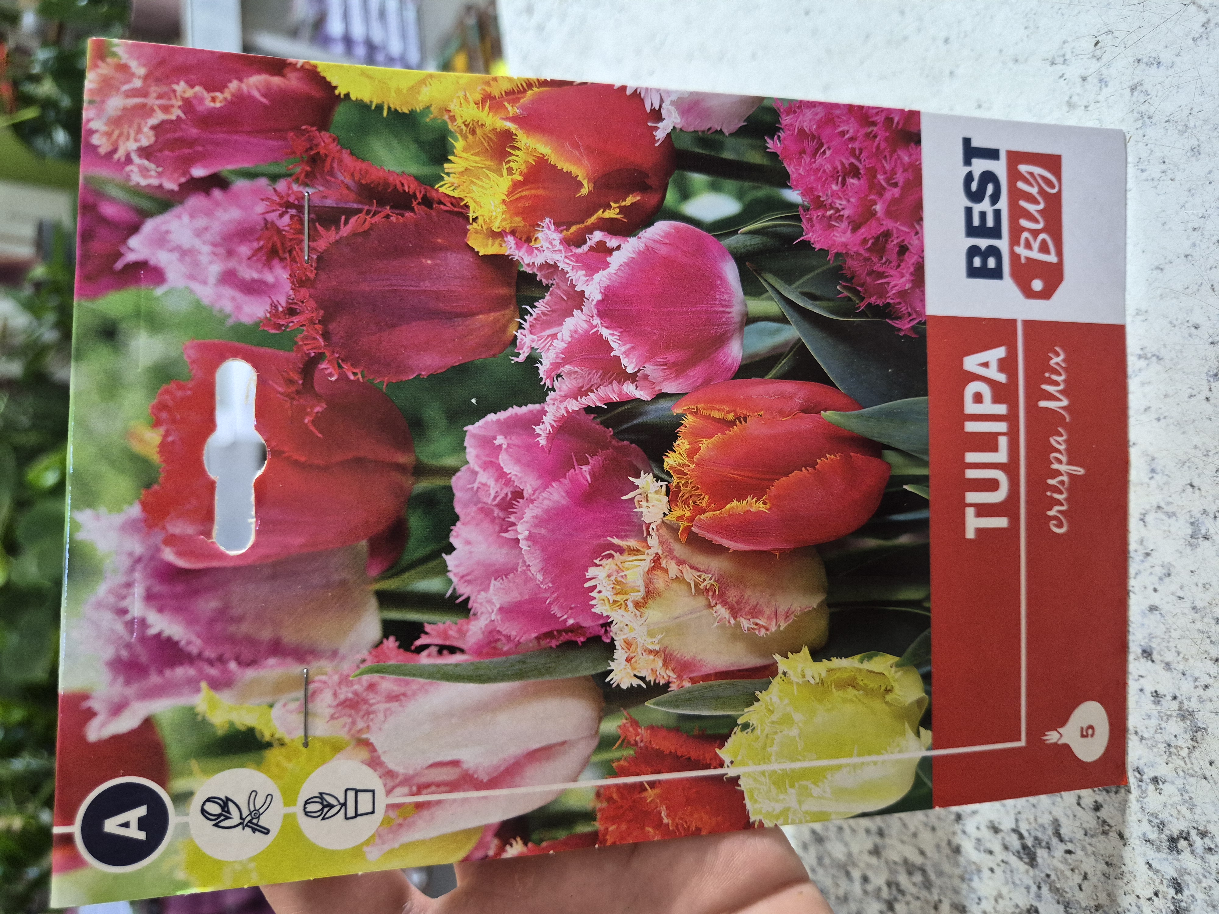 Tulipan crispa Mix