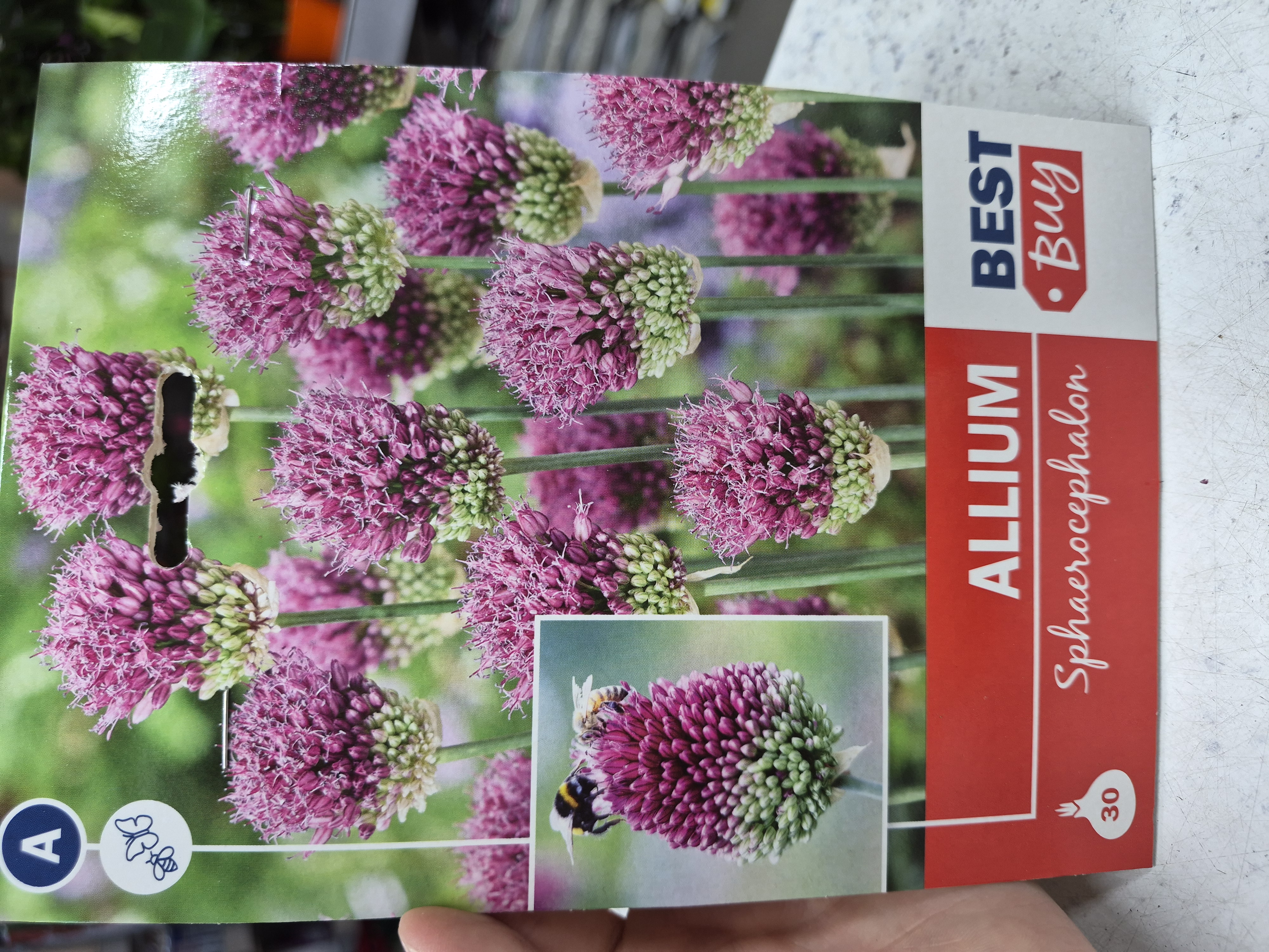 Allium Sphaerocephalon