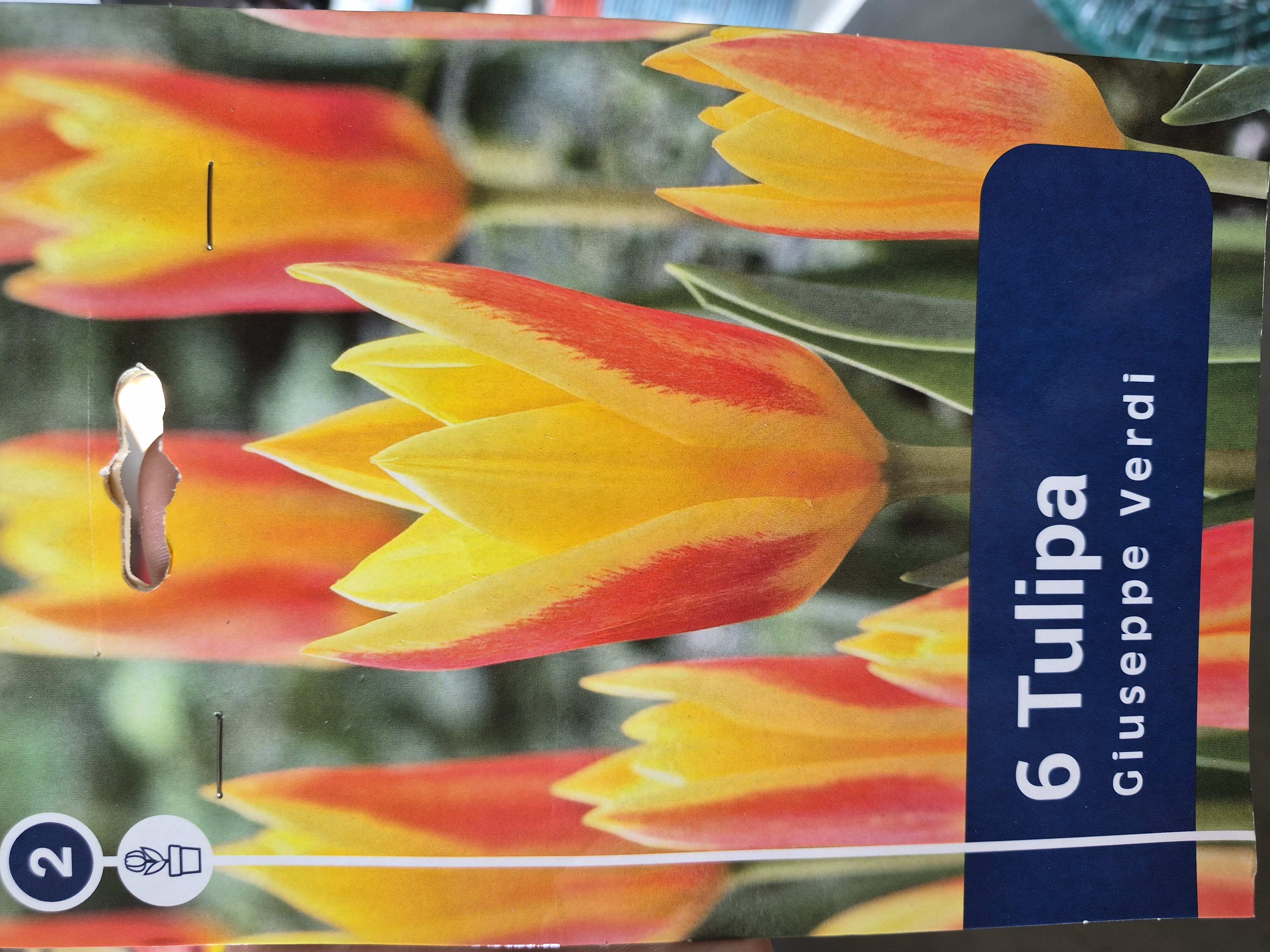 Tulipan Guiseppe Verdi
