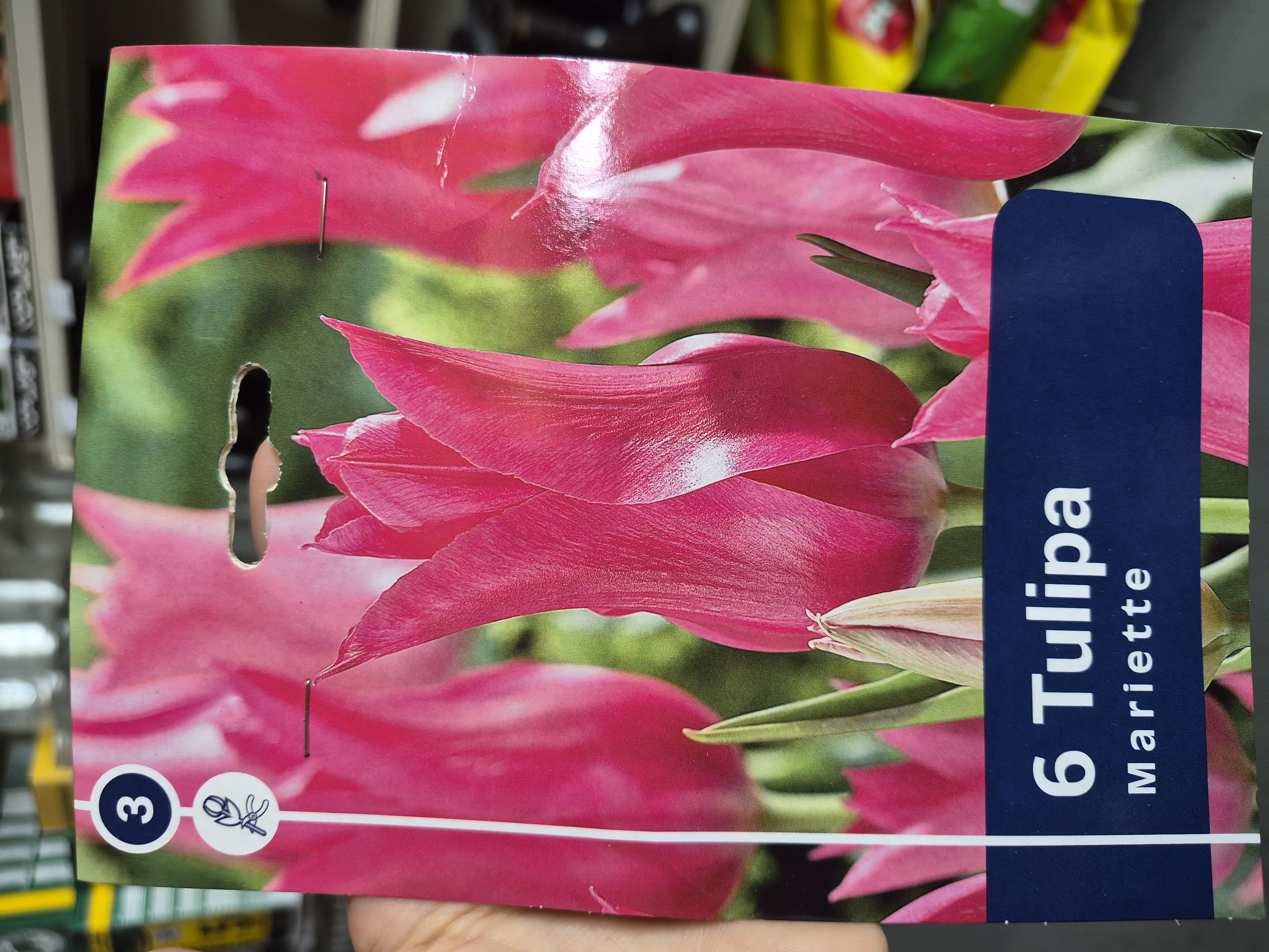 Tulipan Mariette