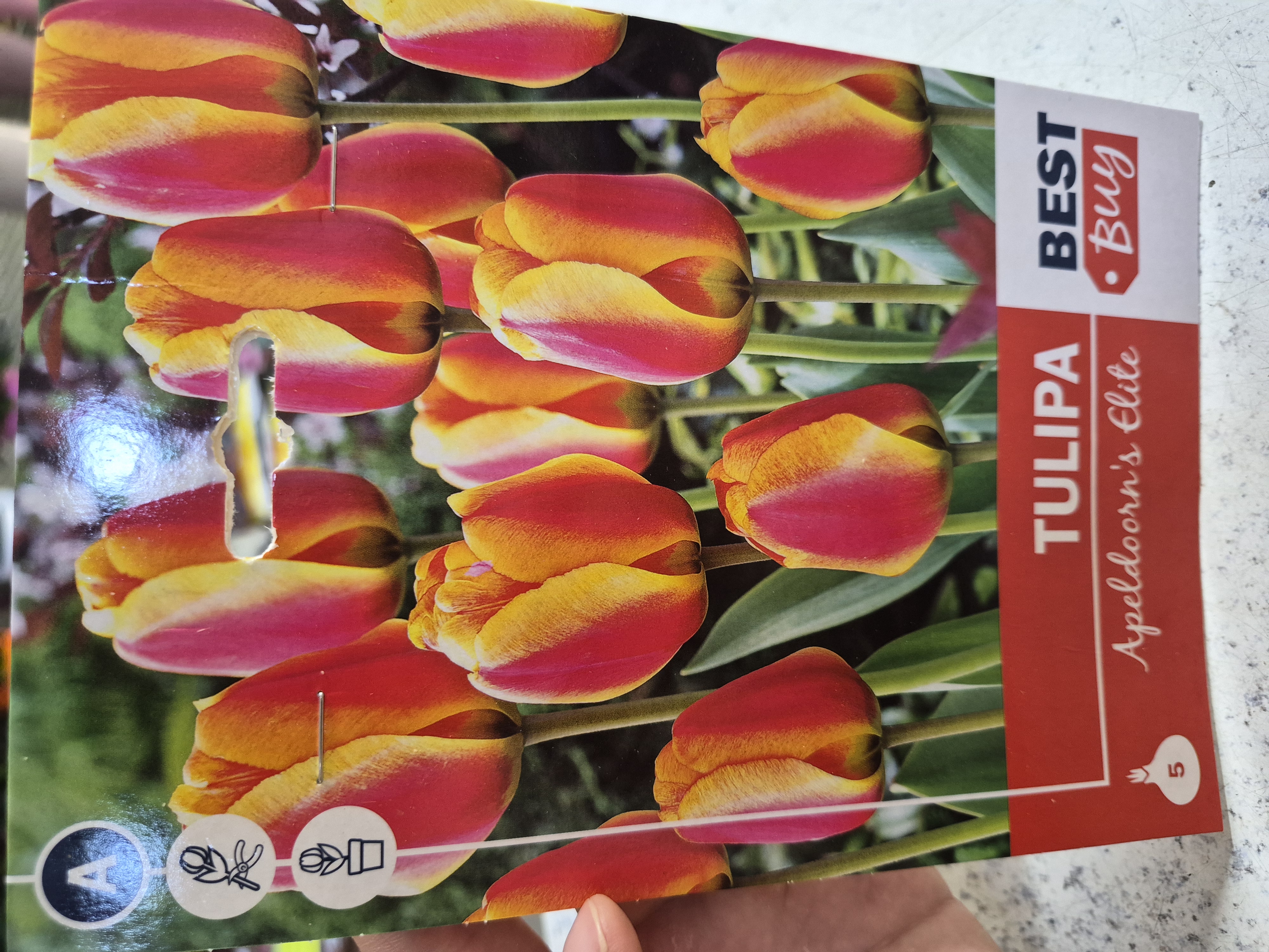 Tulipan Apeldoorns Elite