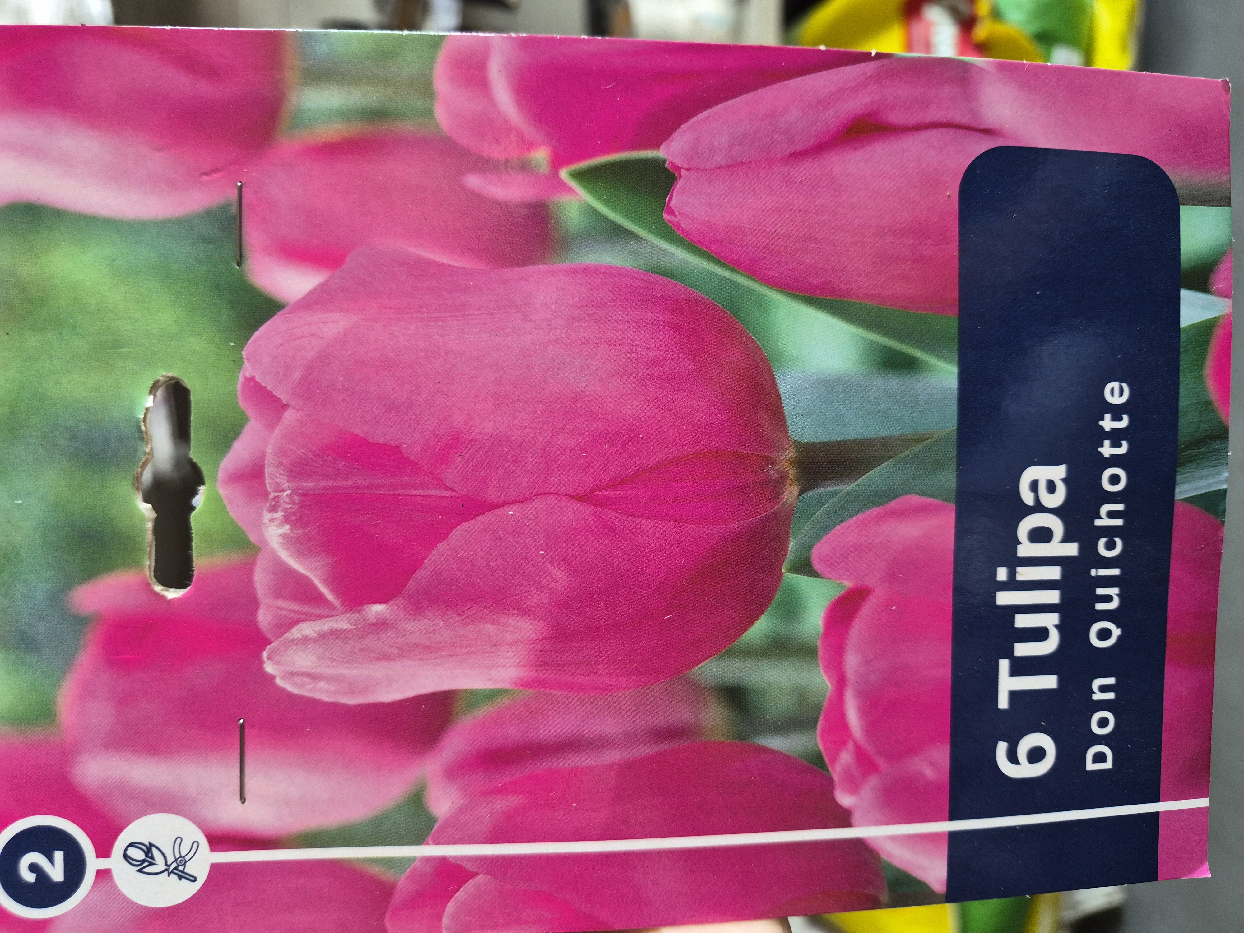 Tulipan Don Quichotte