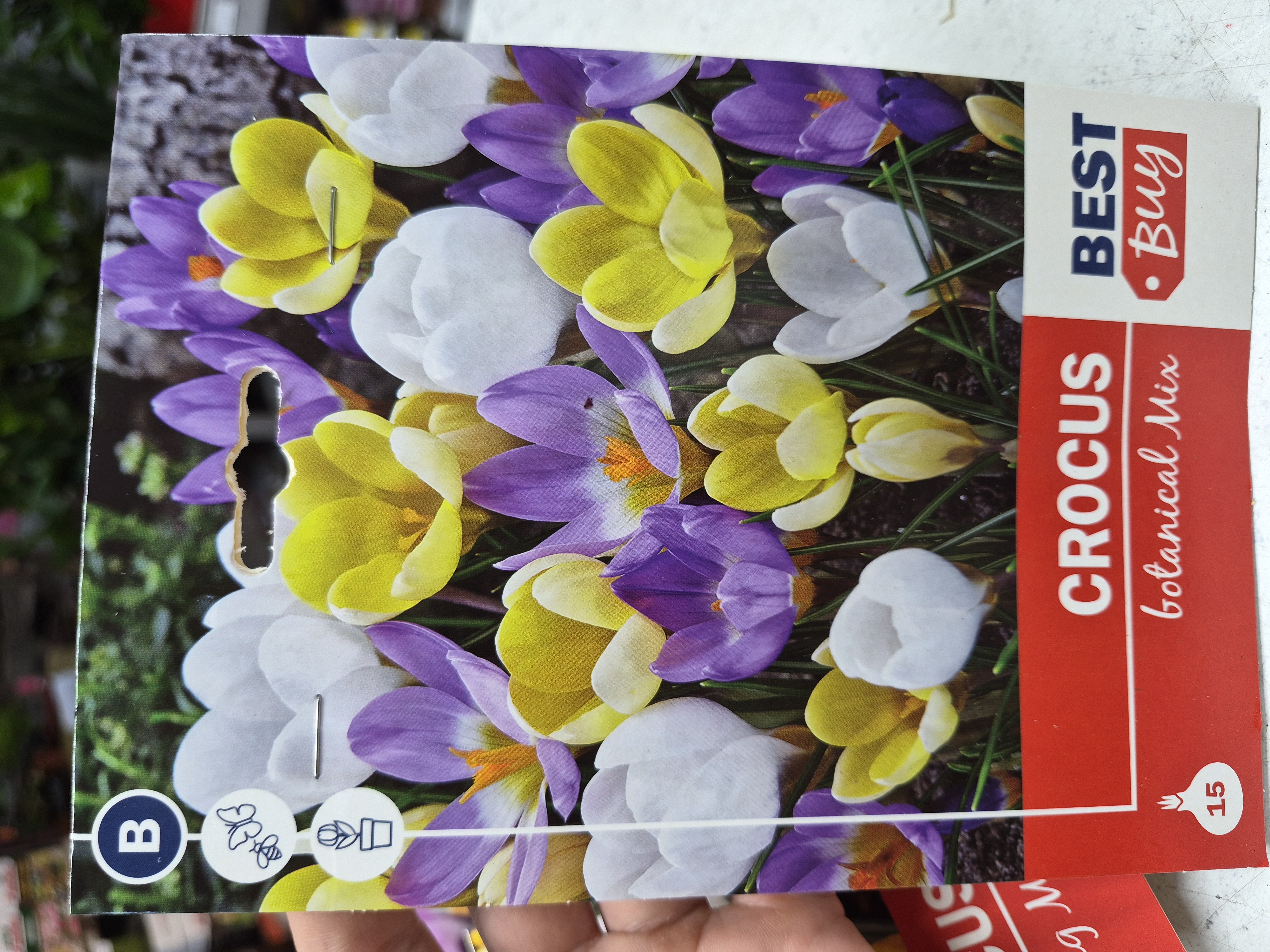 Crocus Botanical mix