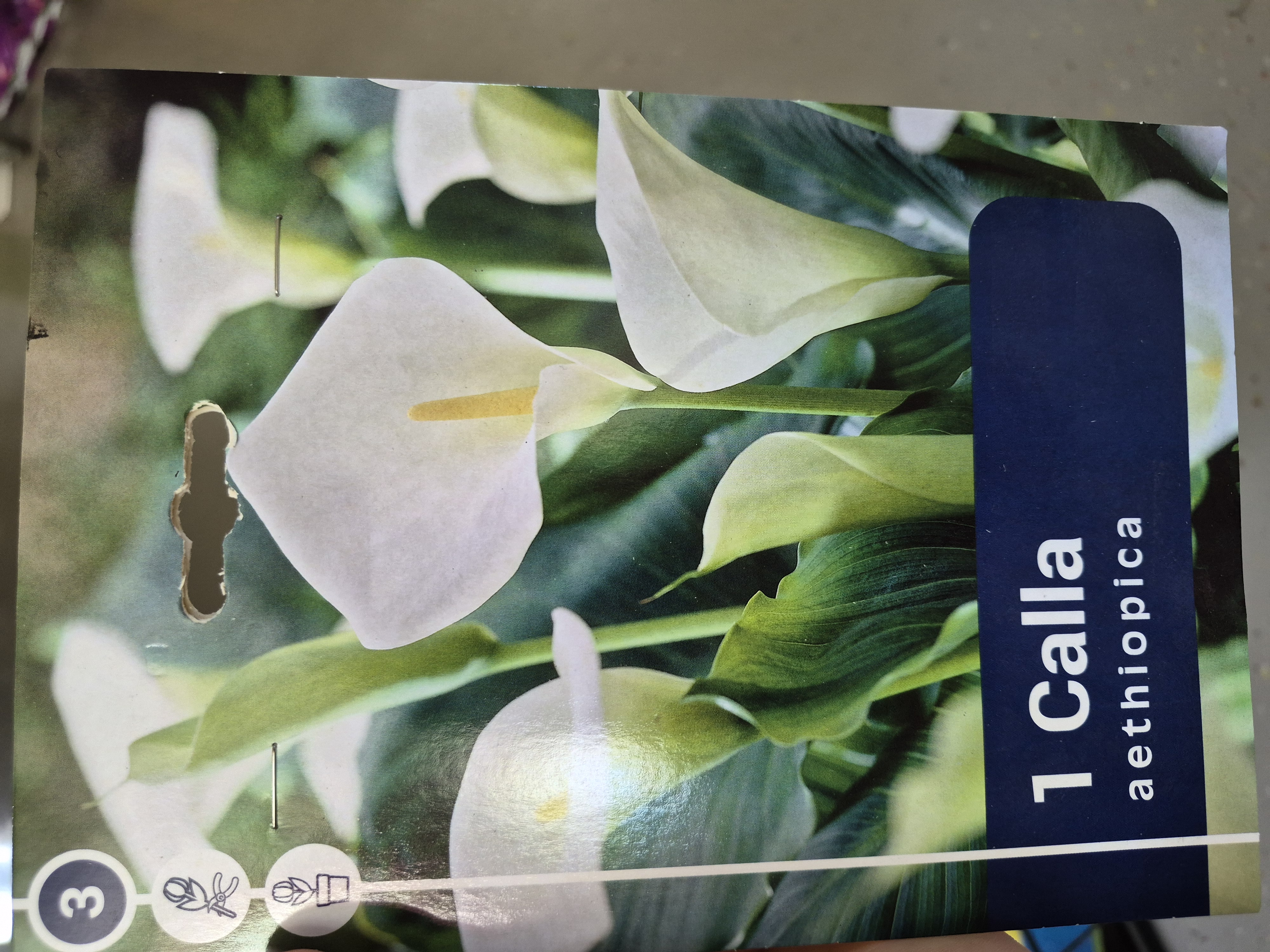 Calla Aethiopica