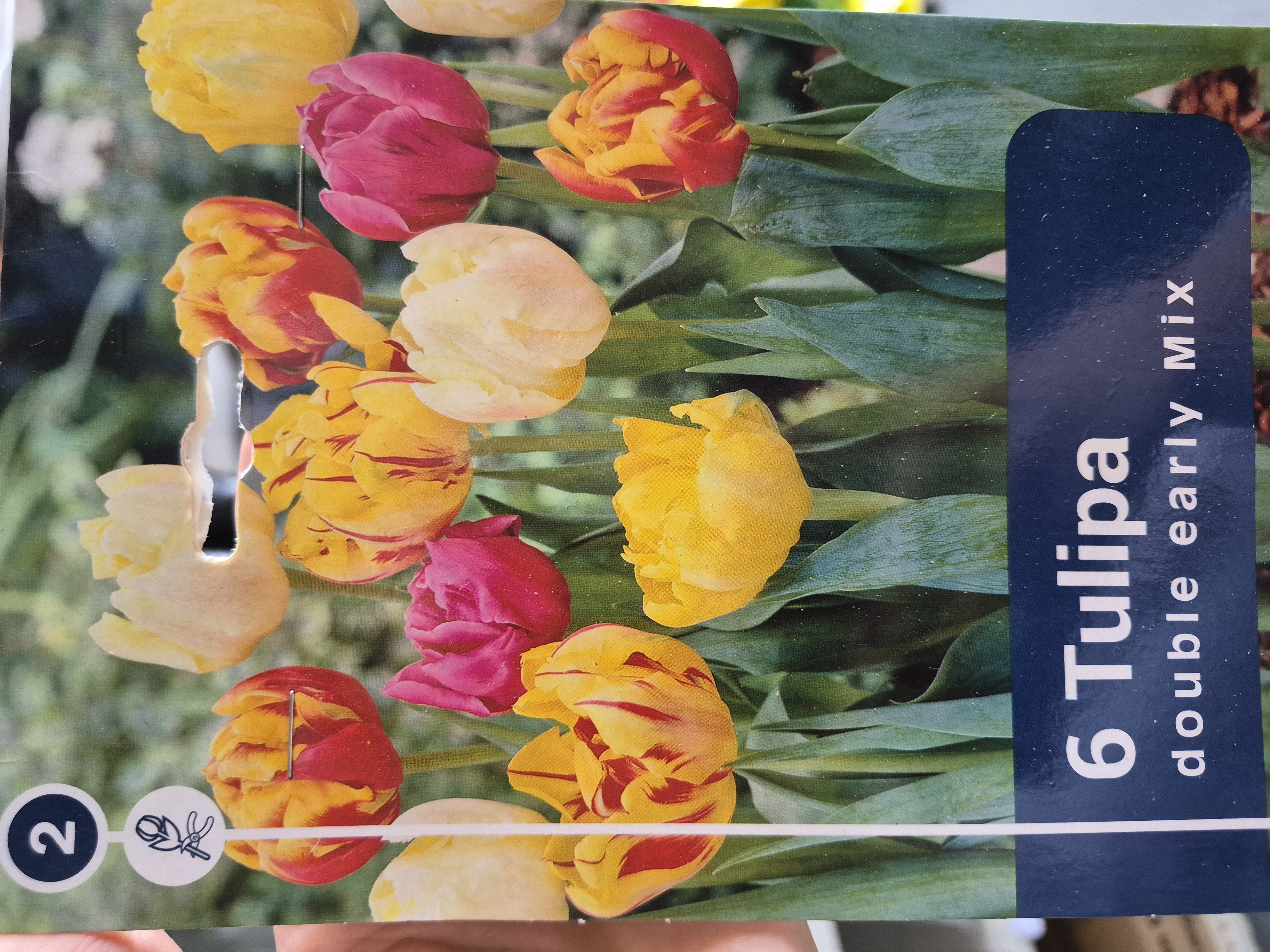 Tulipan double early mix