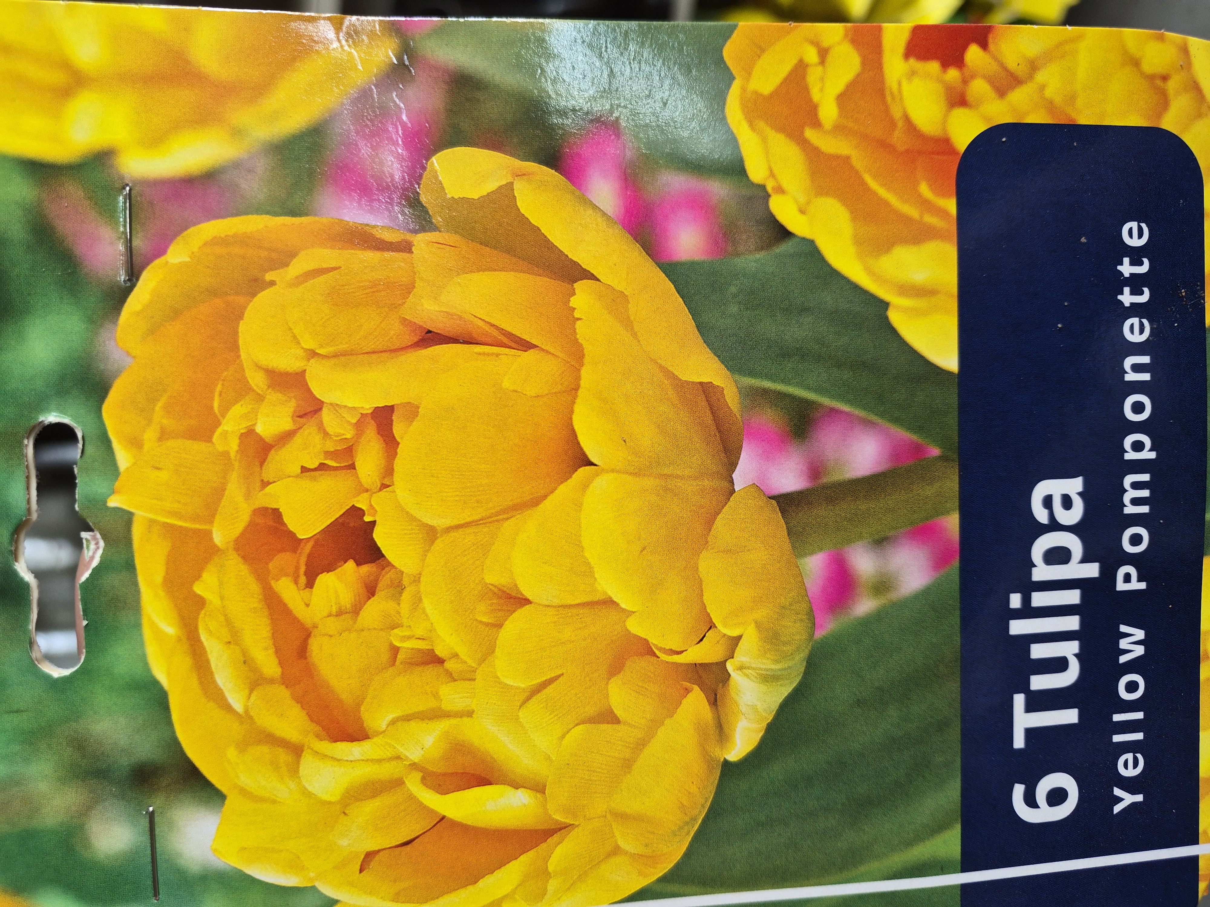 Tulipan Yellow Pomponette