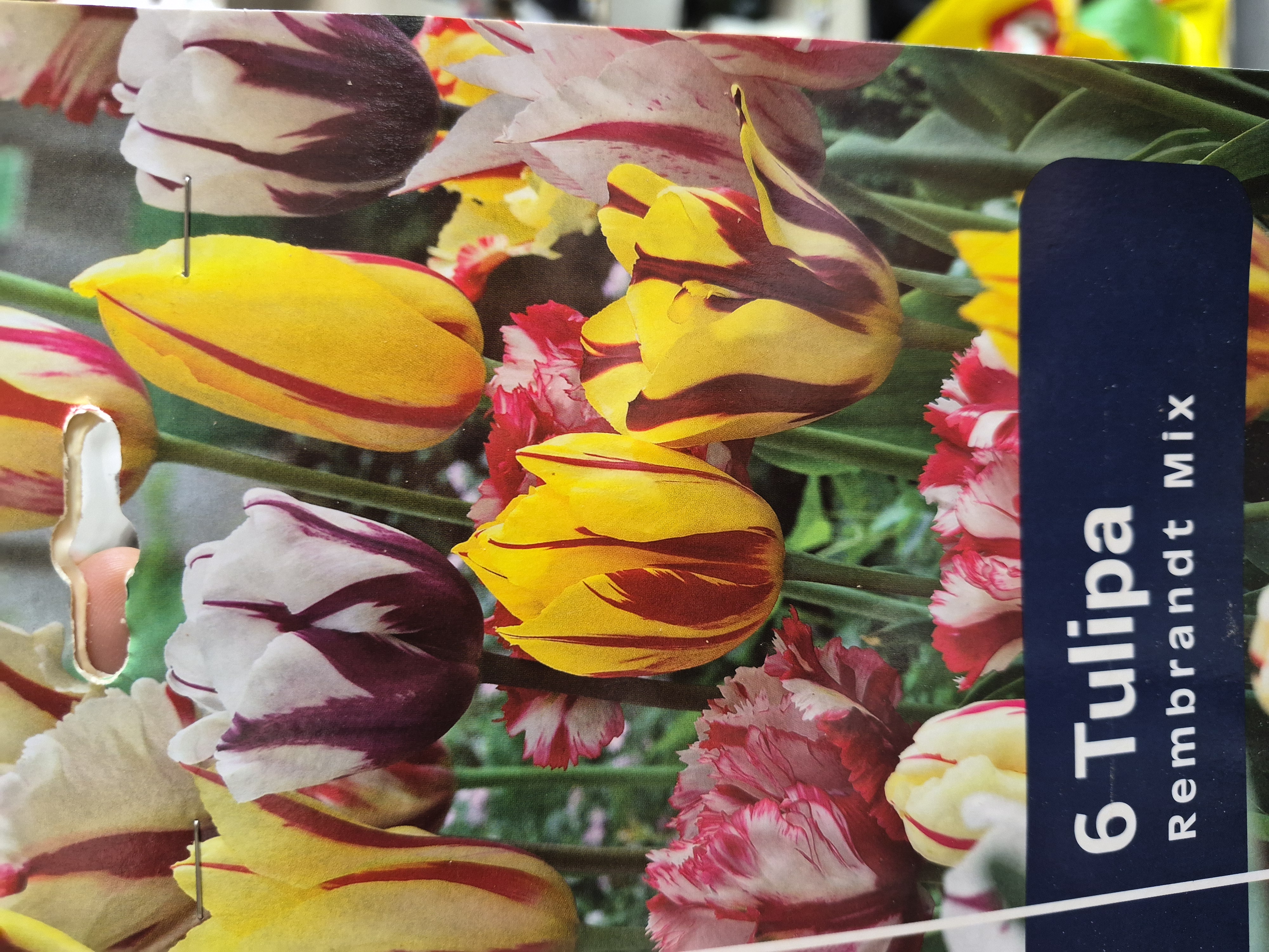 Tulipan Rembrandt Mix