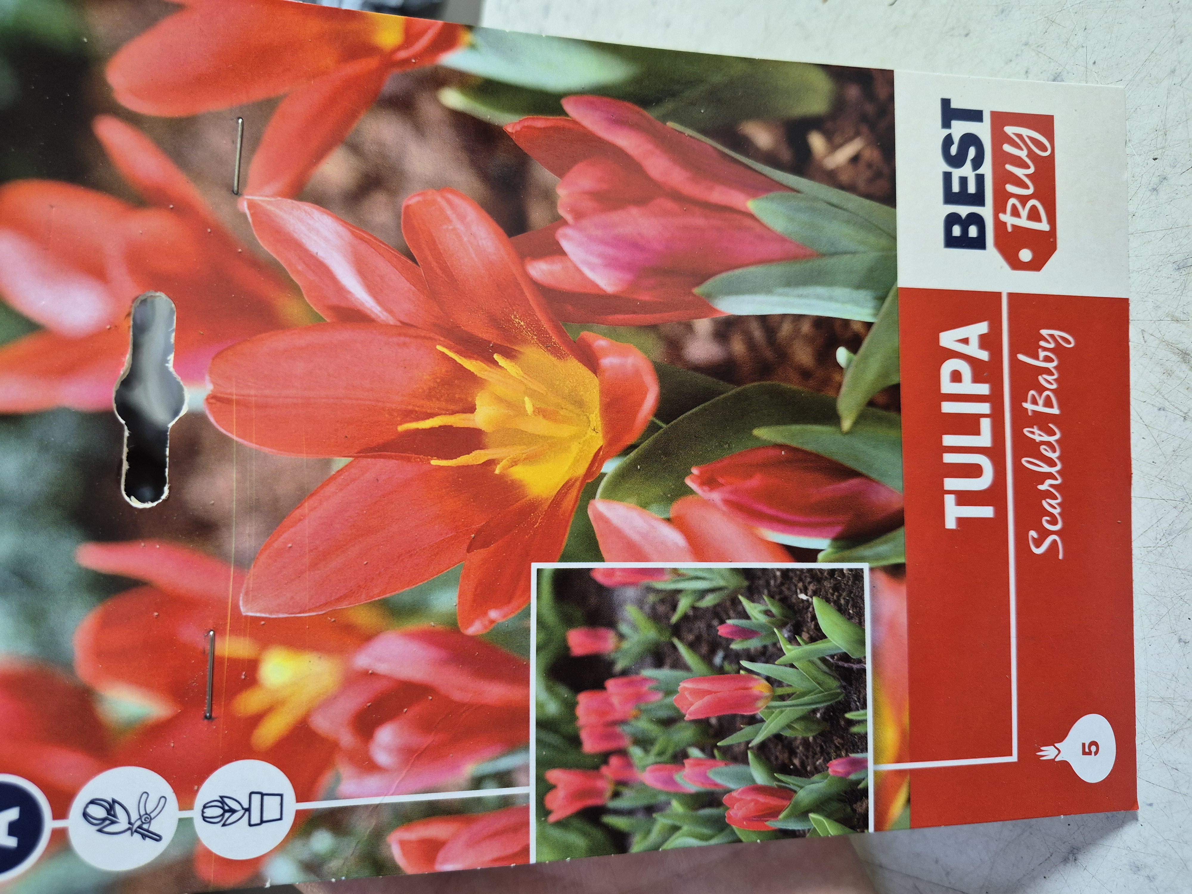 Tulipan Scarlet Baby