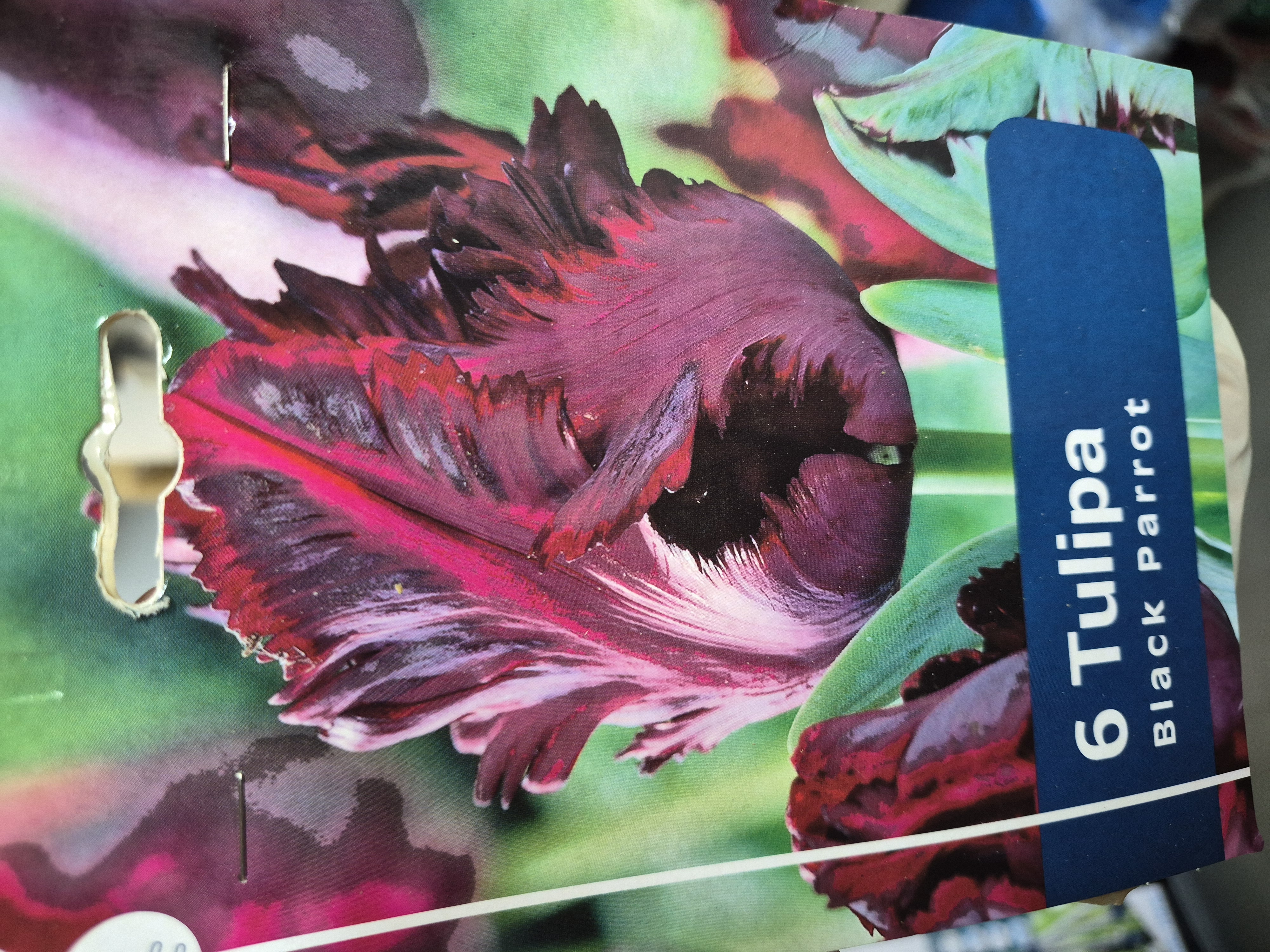 Tulipan Black Parrot