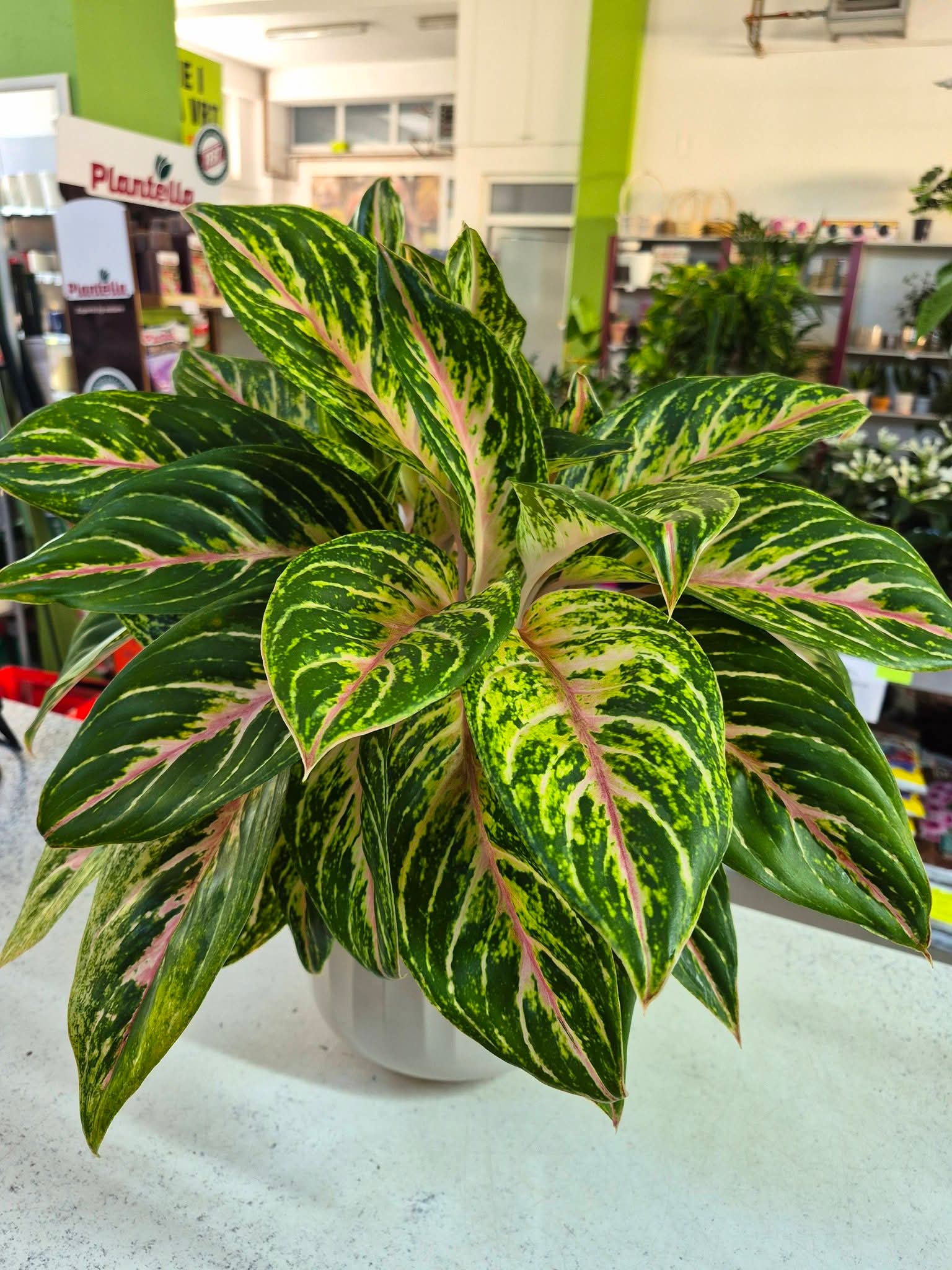 Aglaonema