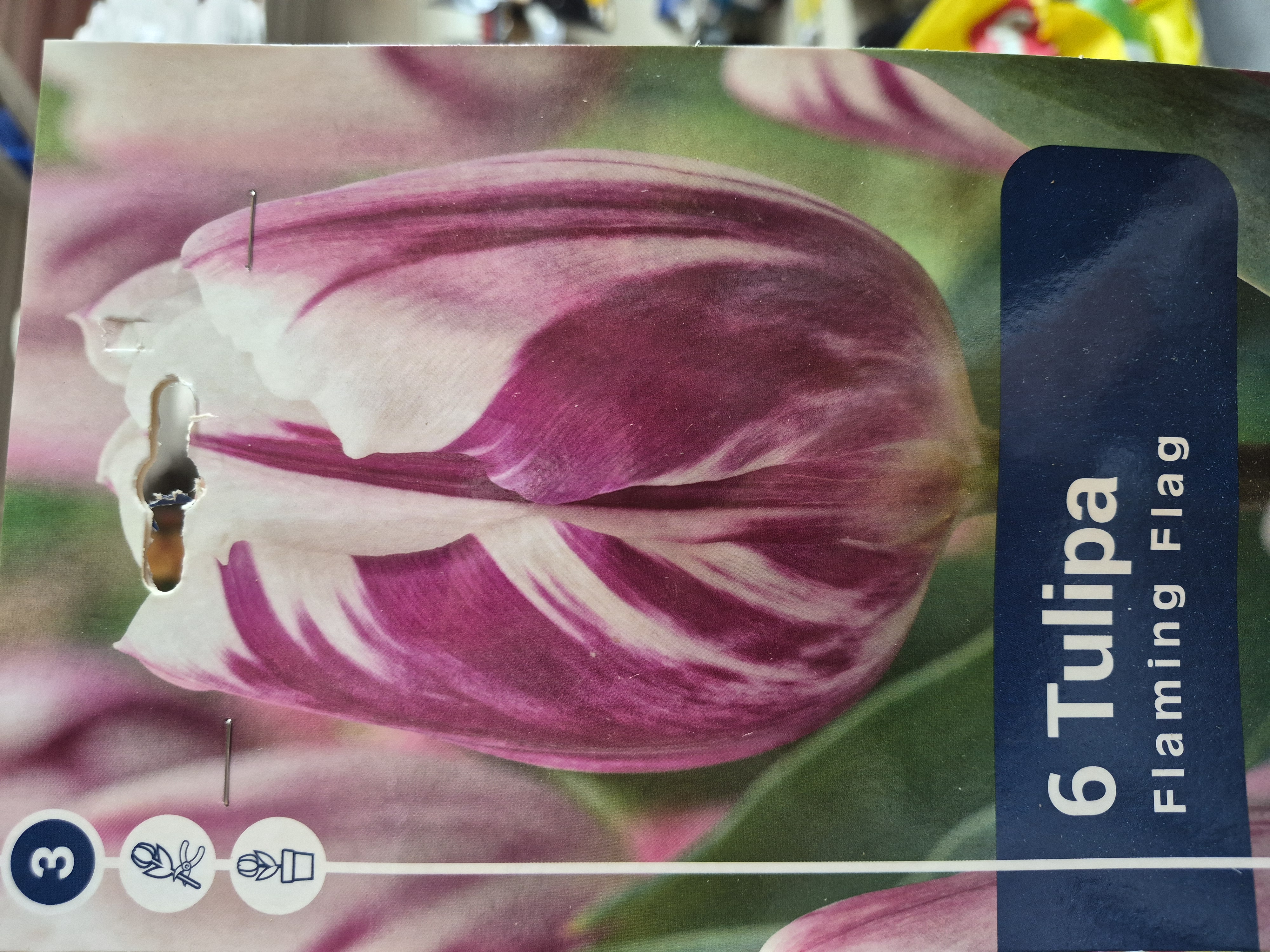 Tulipan Flaming Flag