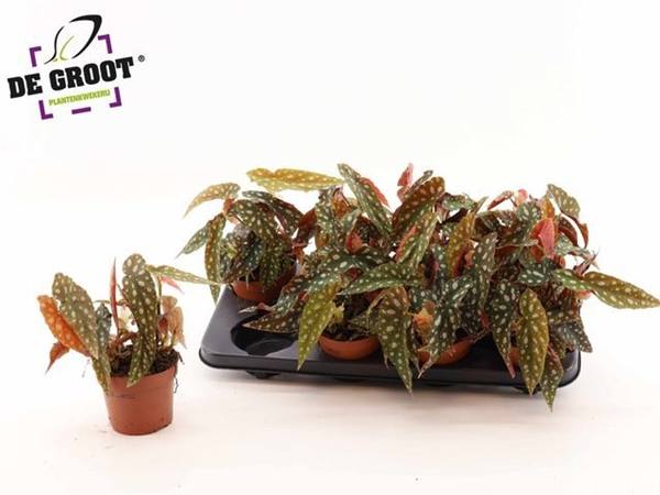 Begonija Silver Spot