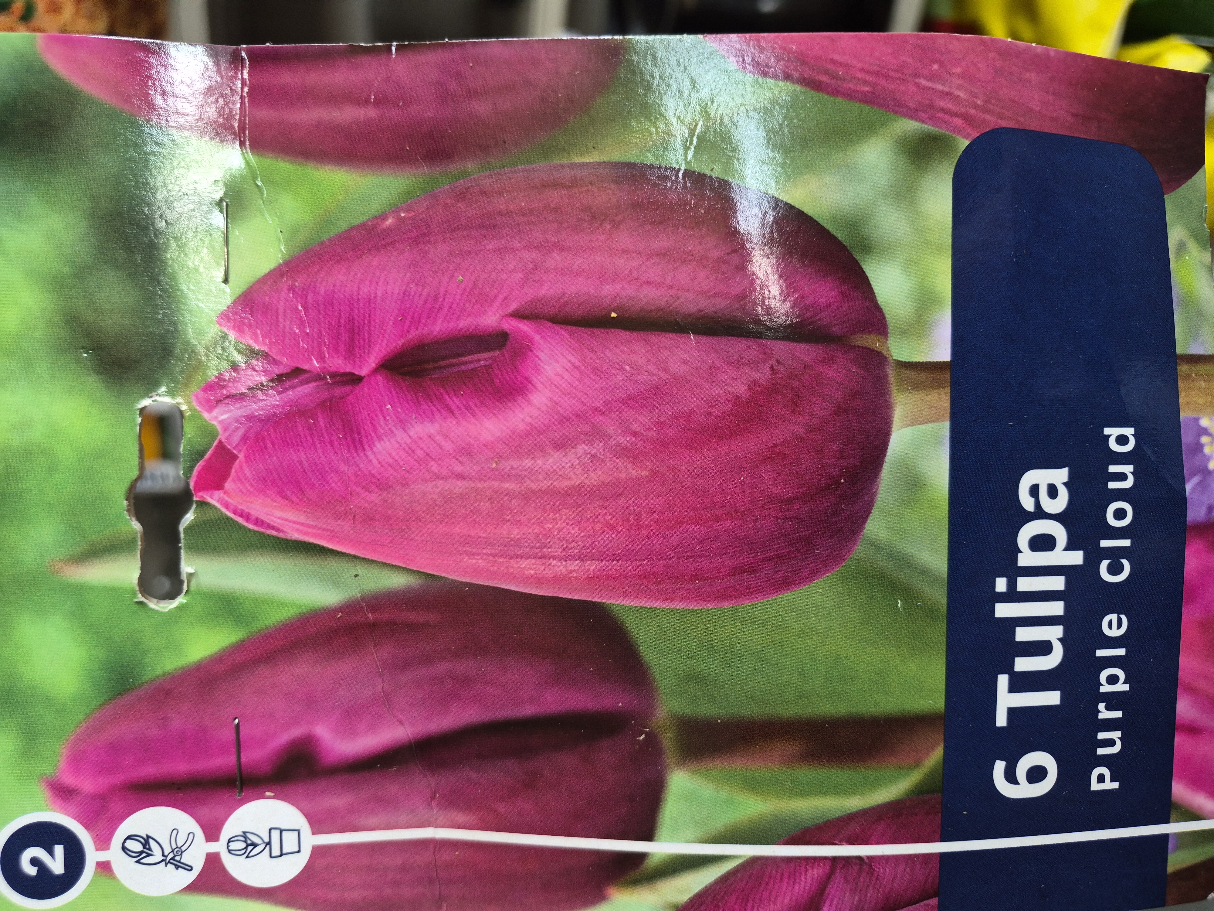 Tulipan Purple Cloud