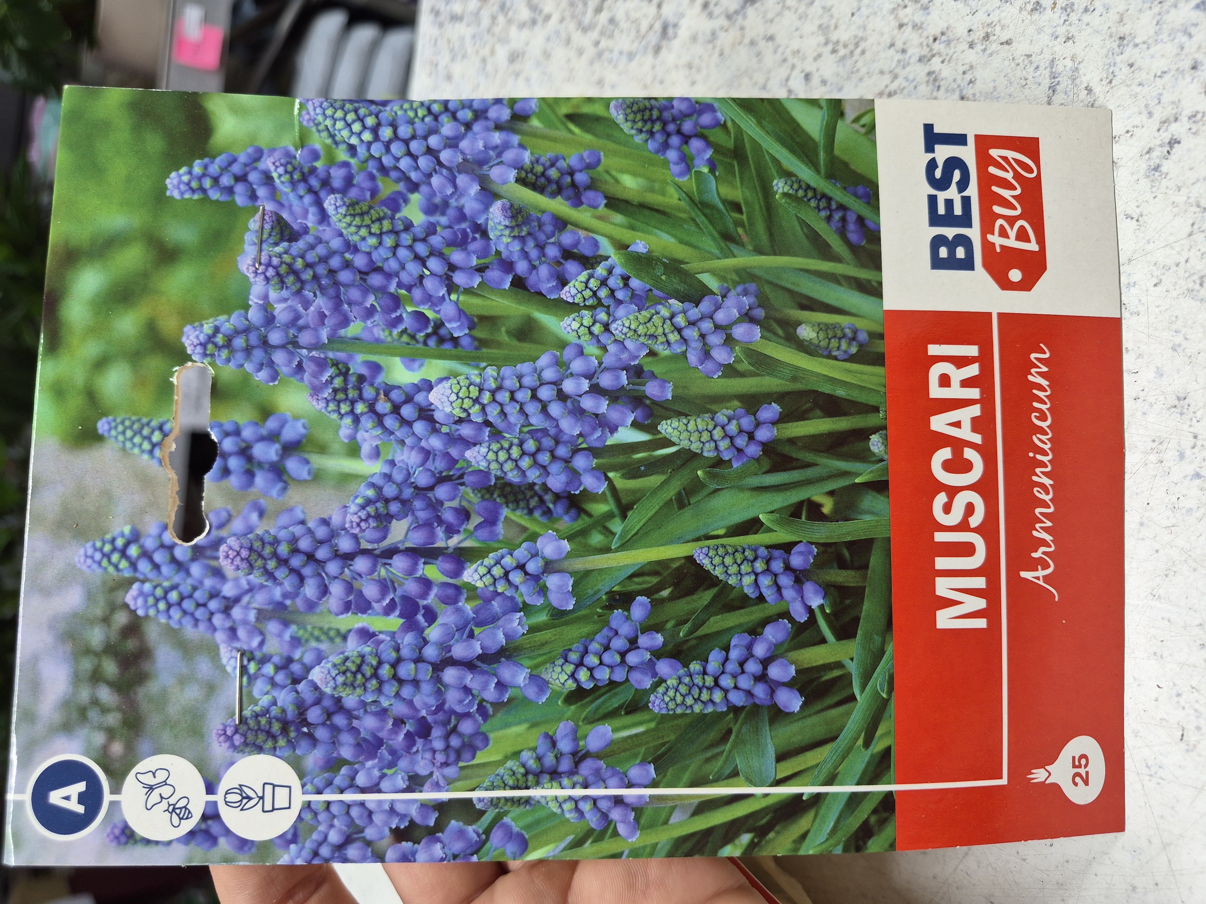 Muscari Armeniacum