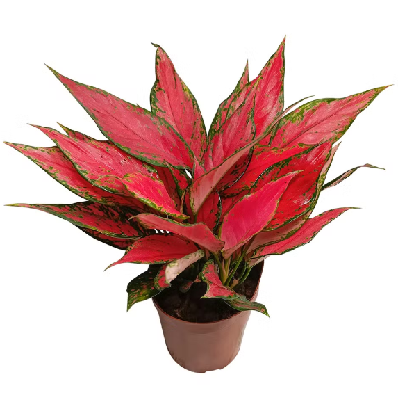Aglaonema Red Angel